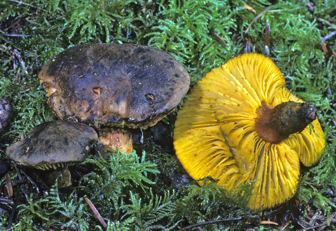 Phylloporus arenicola
